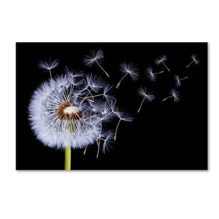Trademark Fine Art Bess Hamiti 'Dandelion Blowing' Canvas Art, 16x24 1X01416-C1624GG